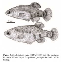 Zoogoneticus purhepechus | goodeidworkinggroup.com